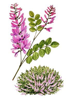 Natural Bio Indigo Dye Powder - Organic Extract