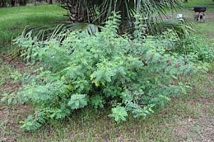 Natural Bio Indigo Dye Powder - Organic Extract