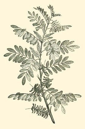 Natural Bio Indigo Dye Powder - Organic Extract