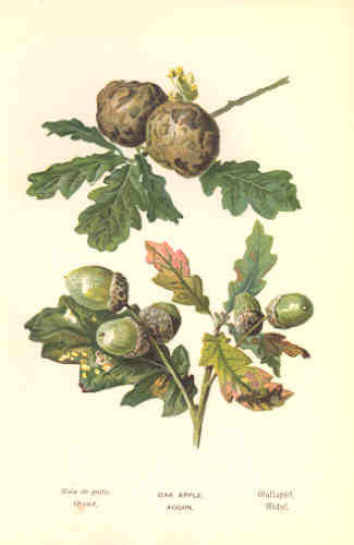 Gallnut Powder (Raw)