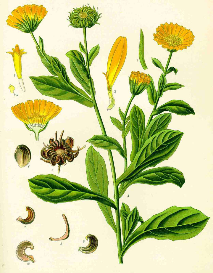 Calendula (Marigold) Petals