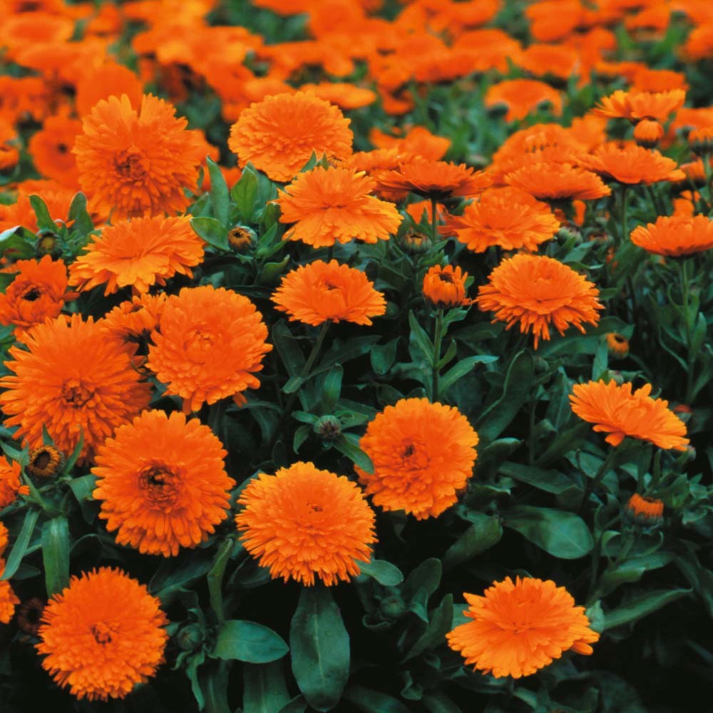Calendula (Marigold) Petals