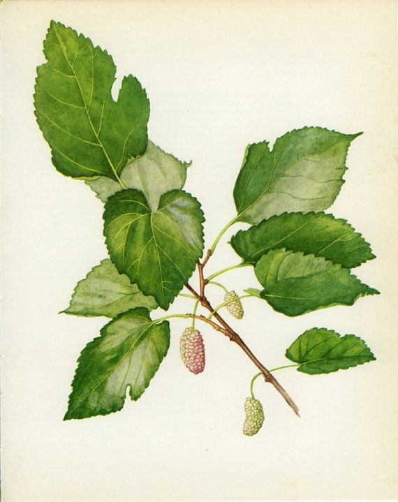 White Mulberry | Leafy Green Extract