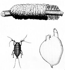 Lac - Raw Powder dye