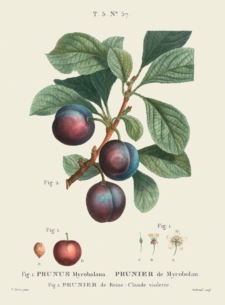Myrobalan (Dark) Extract Powder