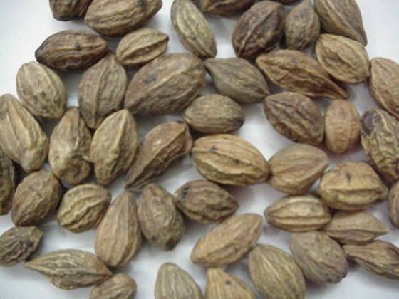 Myrobalan (Dark) Extract Powder
