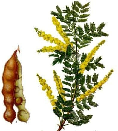 Gum Arabic - Acacia Gum