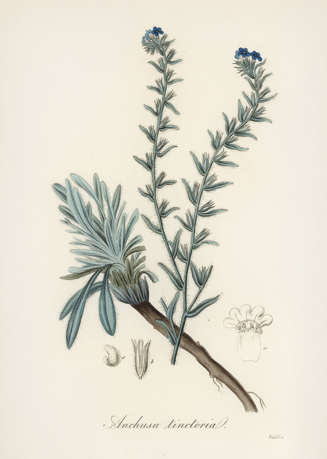 Natural Alkanet Root Powder – KRAFTKOLOUR