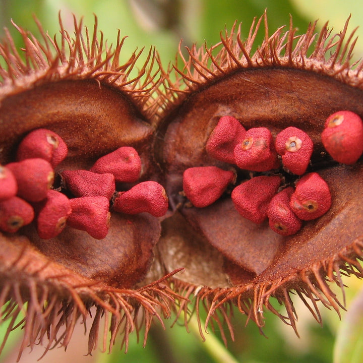 Annatto Powder | Natural Orange 4