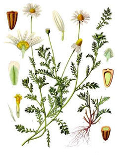 Chamomile - Anthemis tinctoria