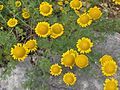 Chamomile - Anthemis tinctoria