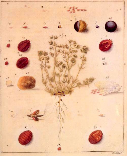 Cochineal Raw - Dried Beetles/Bugs