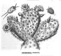 Cochineal Raw - Dried Beetles/Bugs