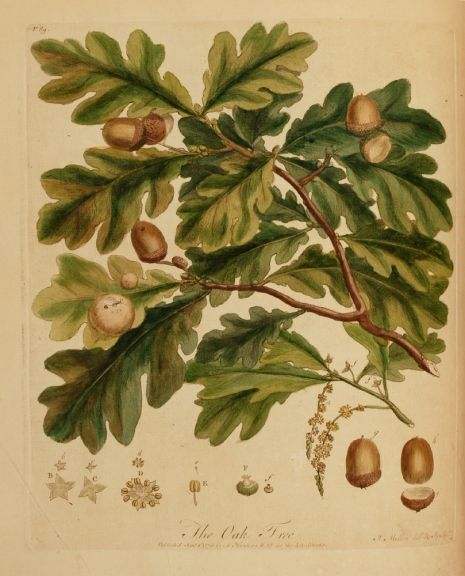 Oak Galls - whole