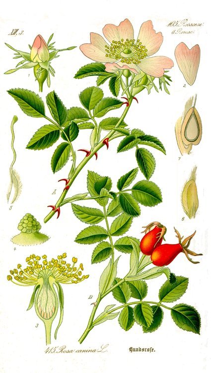 Rosehip