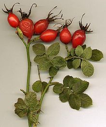 Rosehip