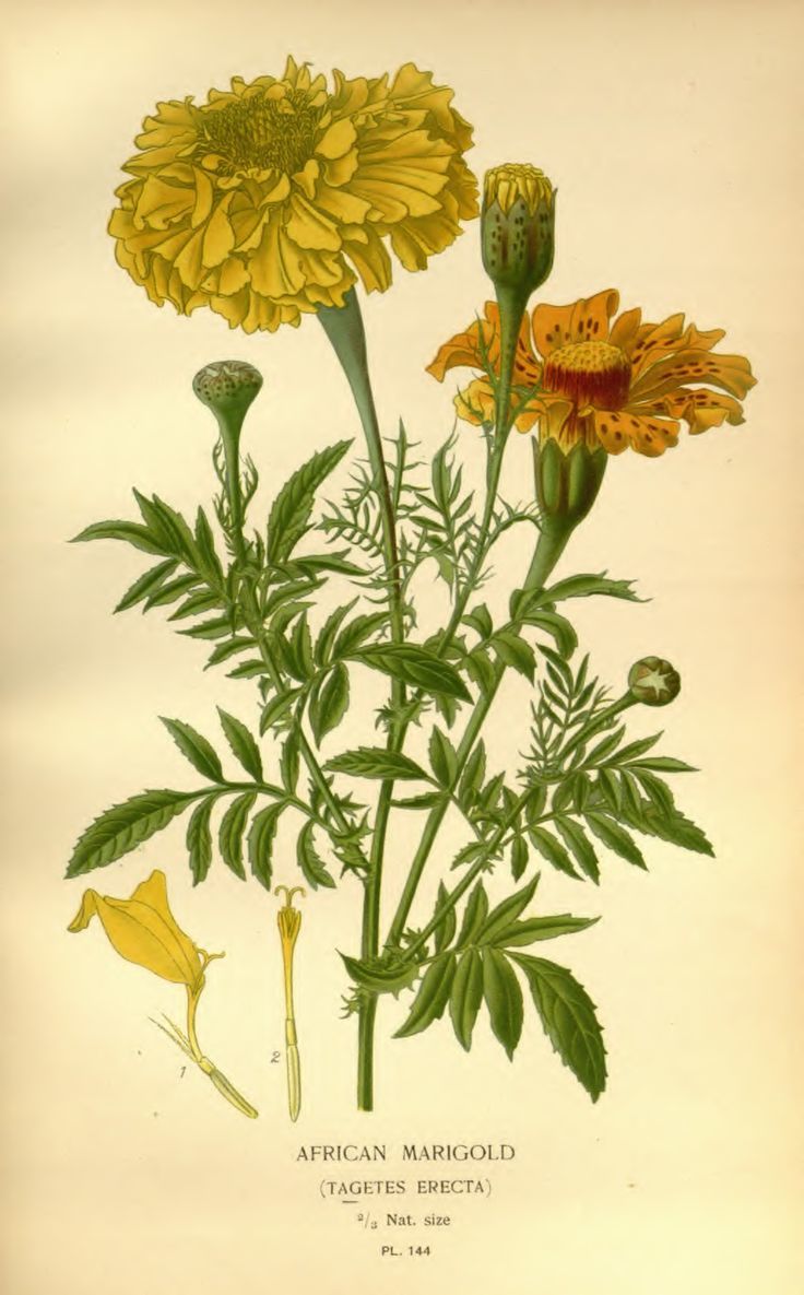 Aztec Marigold Extract