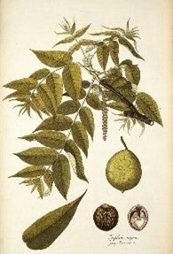 Black Walnut Powder [Juglans nigra]