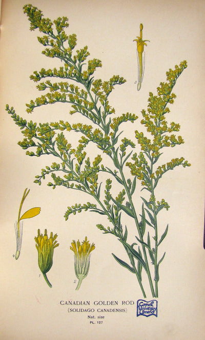 Golden Rod (Solidago virgaurea)
