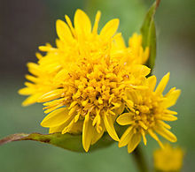 Golden Rod (Solidago virgaurea)