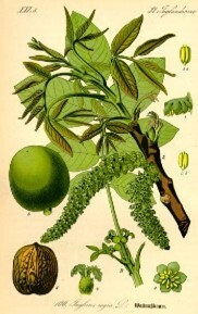 Light Walnut Powder [Juglans regia]