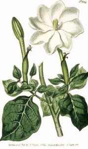 Gardenia Powder