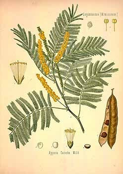 Cutch (Catechu)