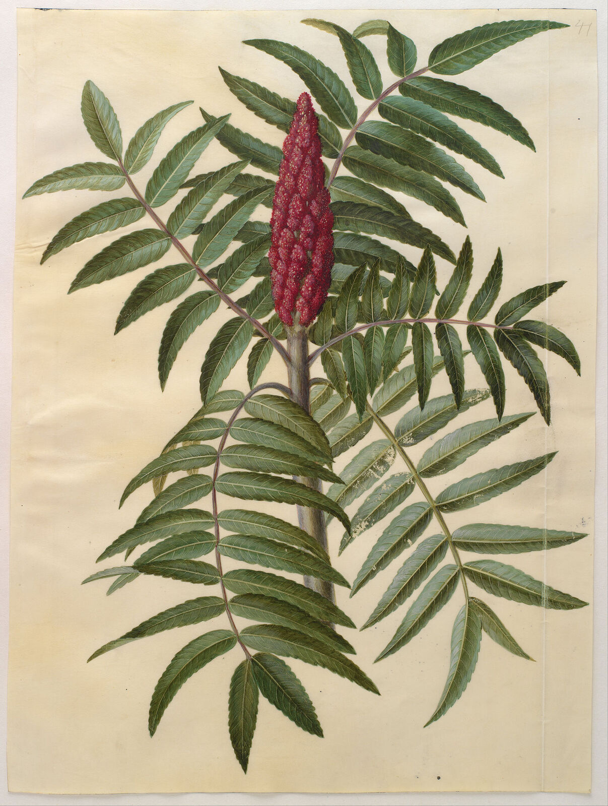 Sumac – Natural Dye (Rhus spp.) – KRAFTKOLOUR