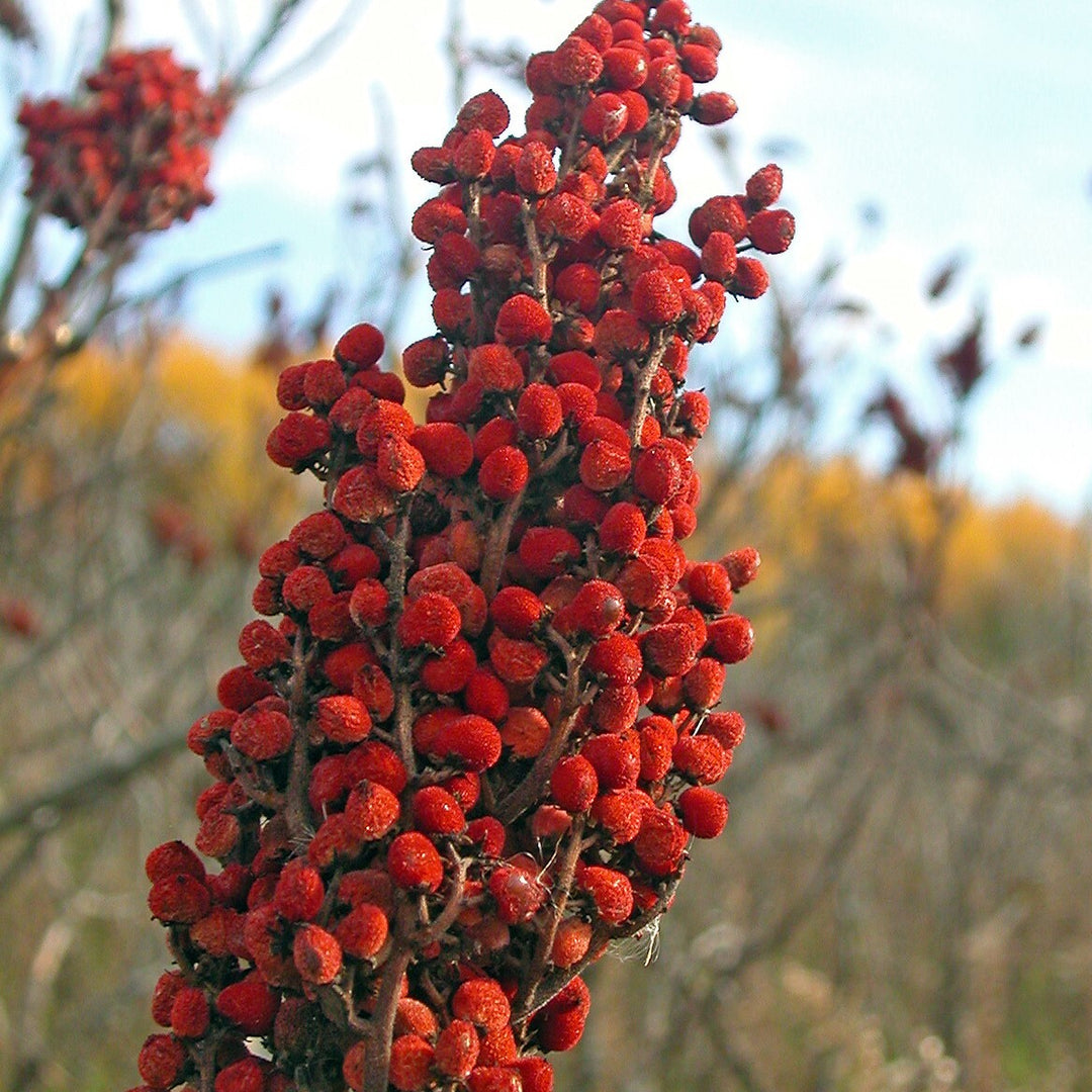 Sumac [Anacardiaceae genus Rhus] Sapindales