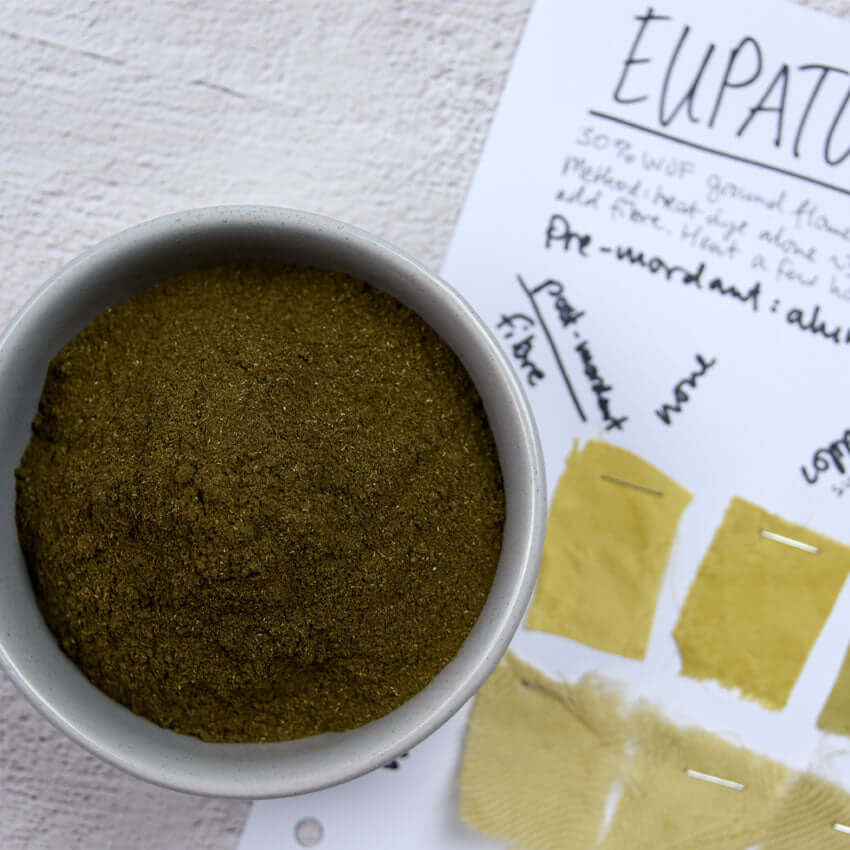 Eupatorium natural dye powder in bowl with yellow fabric swatches and notes