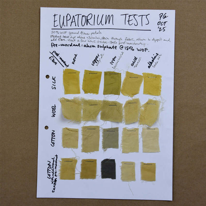 Eupatorium dye tests swatch sheet with yellow fabric samples on silk, wool and cotton