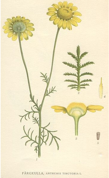 Chamomile - Anthemis tinctoria