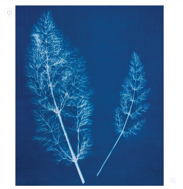 Jacquard Premium Cyanotype Sun Printing Set